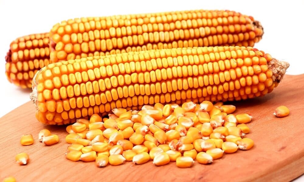 Harga Mesin Perontok Jagung Alat Pemipil Jagung Manual & Otomatis
