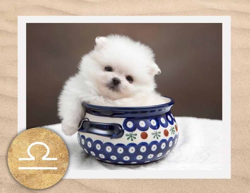 Libra Pet Horoscope Pet Astrology by The AstroTwins