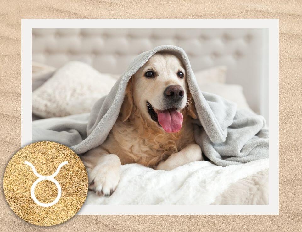 Taurus Pet Horoscope Pet Astrology by The AstroTwins