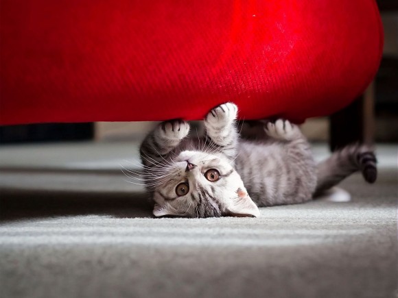 Votre chat s'attaque à votre mobilier ? Fabriquez un