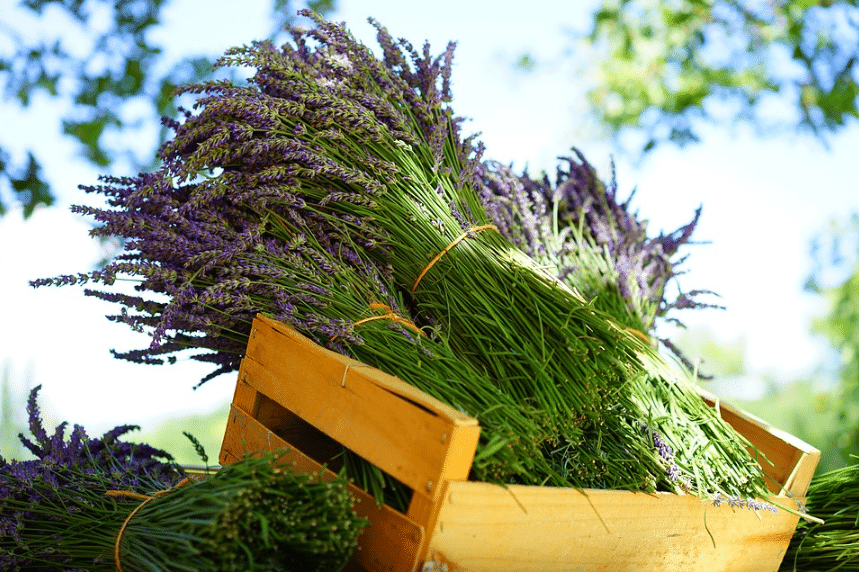 7 Powerful Plants To Scare Away Flies Gardeninguru