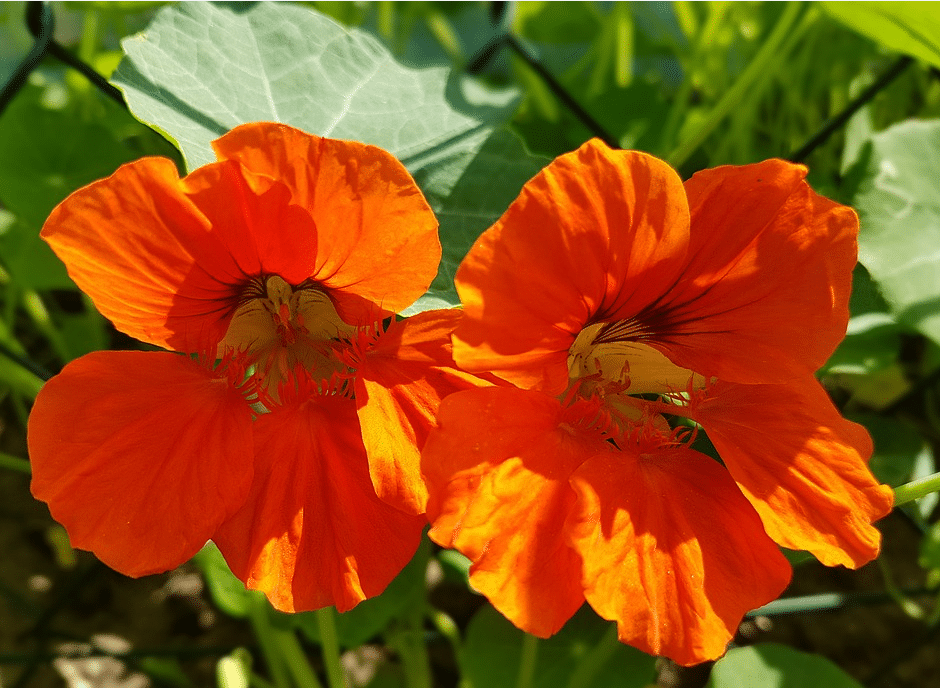 Vegetable Garden 7 Musthave Flowers To Repel Pests Gardeninguru