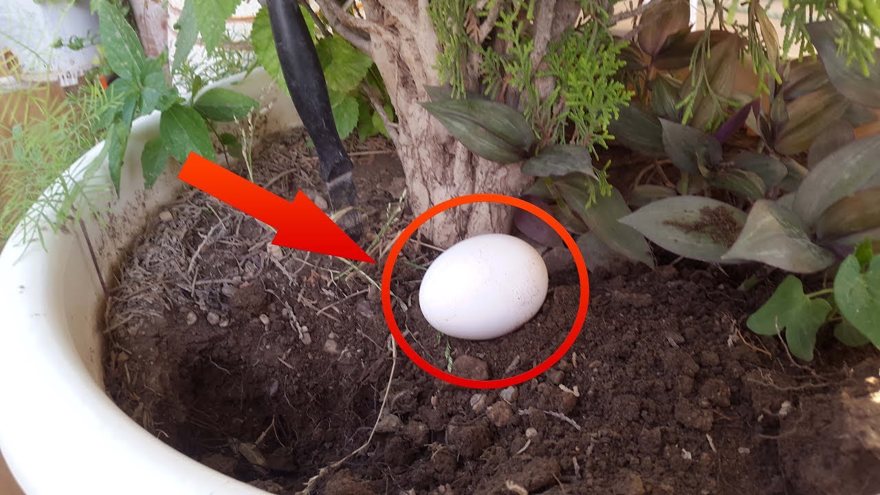 5 manières d’utiliser les coquilles d’œufs dans votre jardin Astuces sos