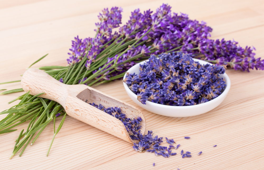 16 Plantes AntiMoustique Que Vous Devriez Avoir Chez Vous