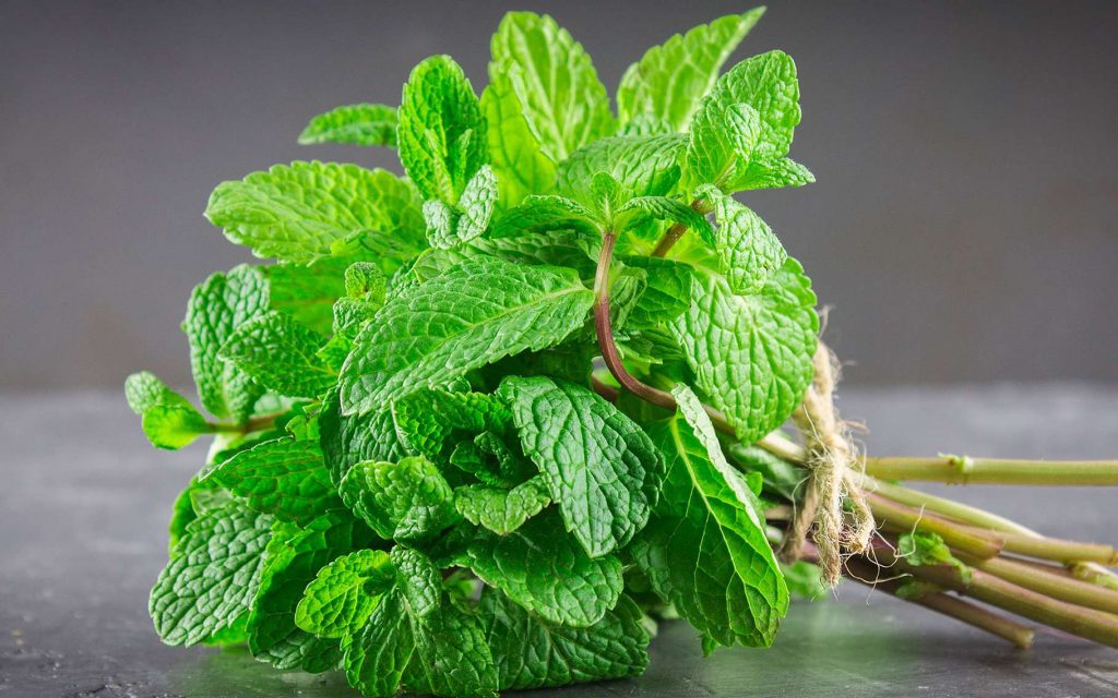 16 Plantes AntiMoustique Que Vous Devriez Avoir Chez Vous