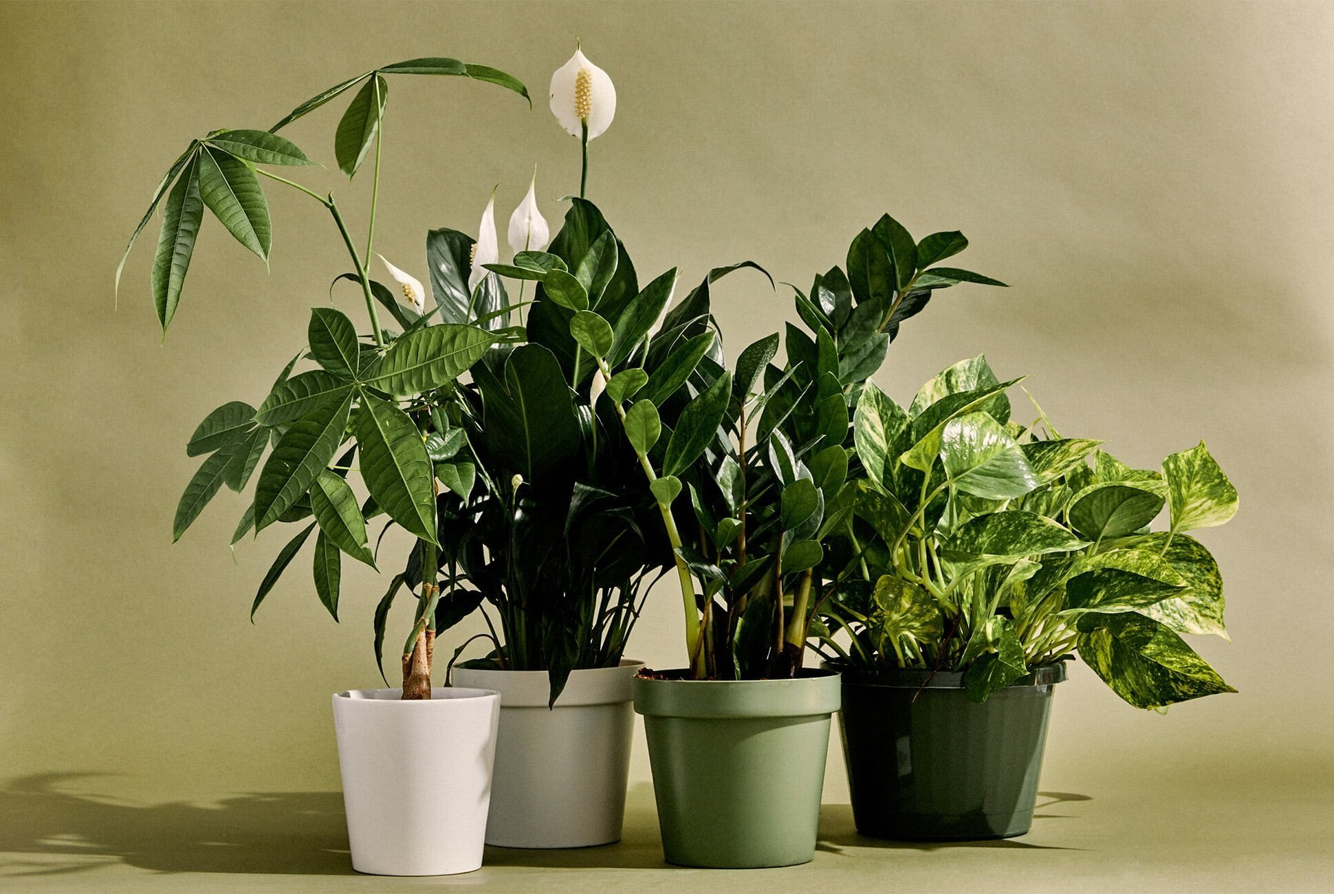 9 plantes d’Intérieur Qui Nettoient l’Air et Qui Sont