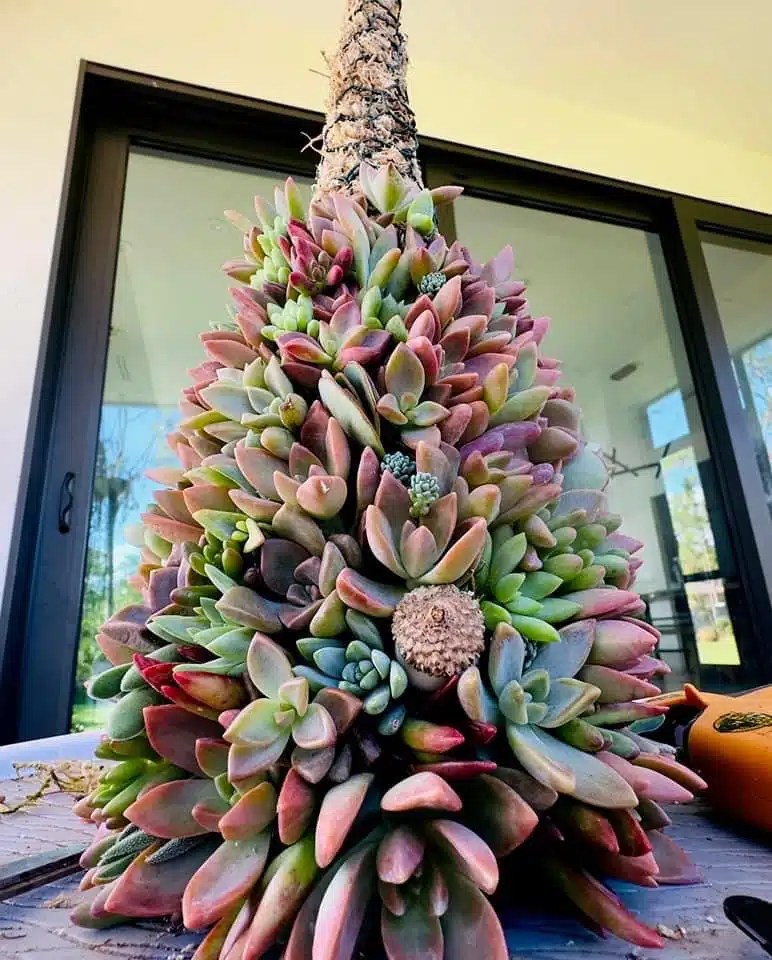 50 Stunning Succulent Christmas Trees
