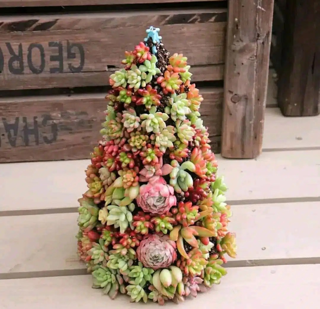 50 Stunning Succulent Christmas Trees
