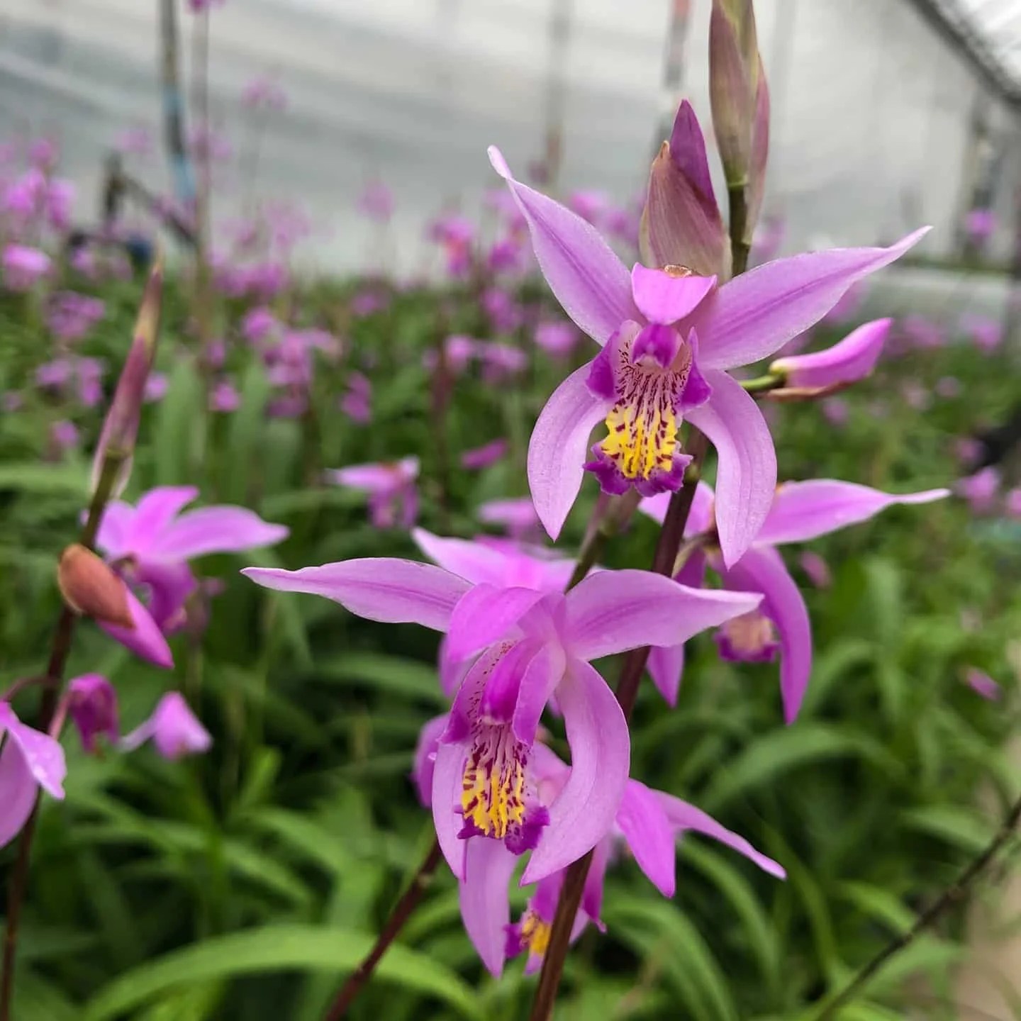 5 Types Of Bletilla Pictorial Guide