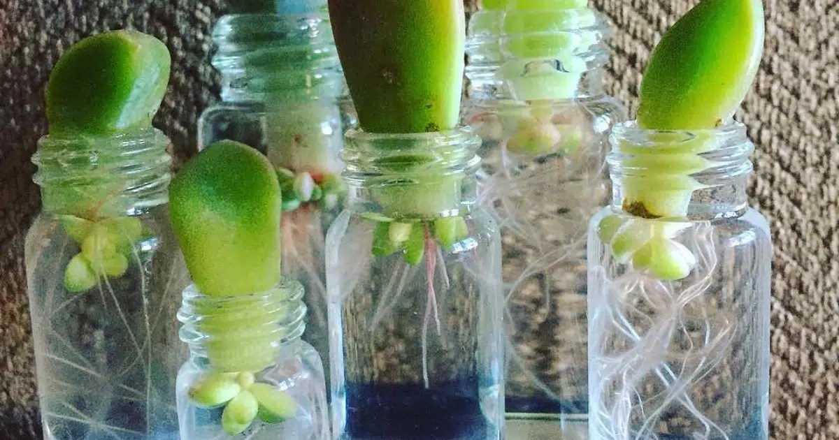 Propagate Succulents In Water