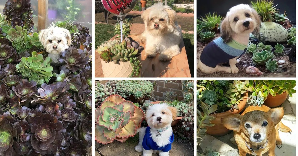 How To Care For Succulents Outdoors A Comprehensive Guide