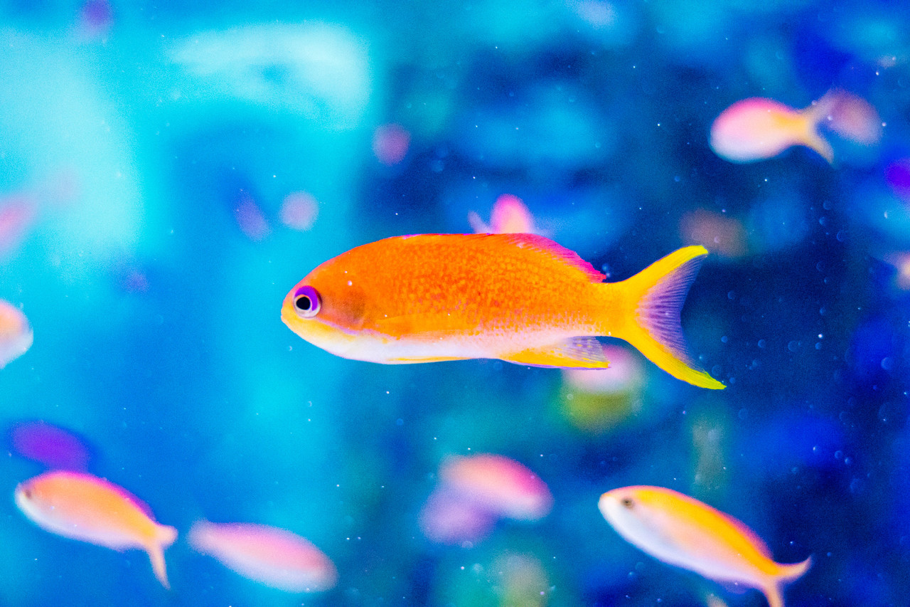 色鮮やかでキレイな沖縄の魚をミラーレス一眼Canon EOS M3で撮影 銀座で美ら海 ソニービル め〜んずスタジオ
