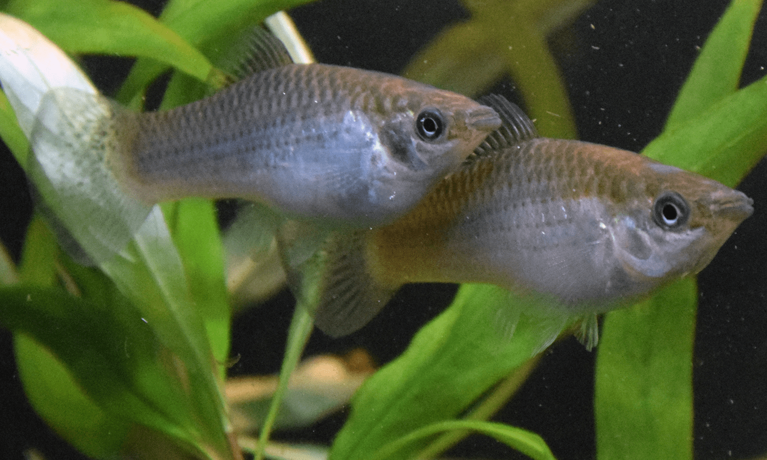 Survival of allfemale fish species points to its DNA ASU Now Access