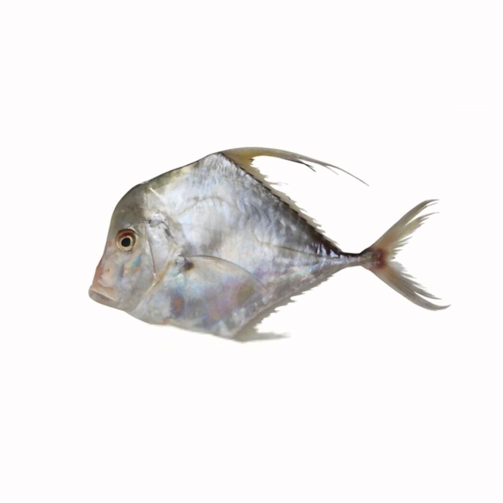 Diamond Trevally (Pattal) Aswad Seafood Pakistan