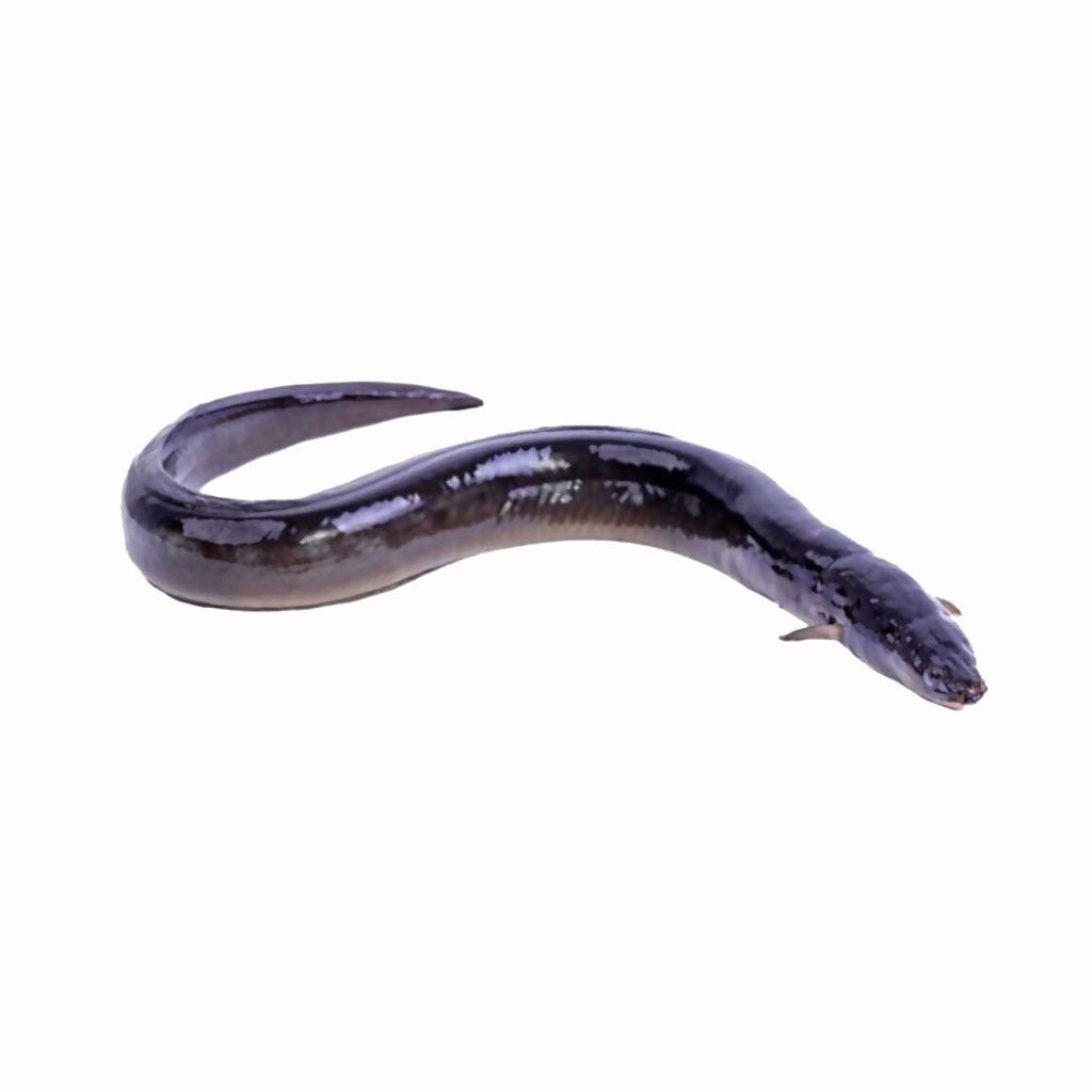 Eel Fish Baam Fish Home Delivery Aswad Seafood