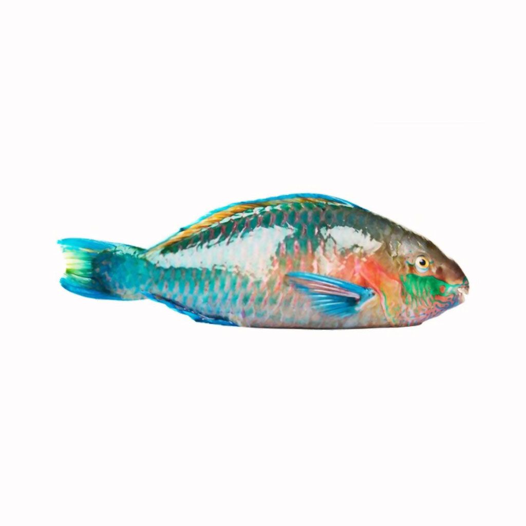 Parrot Fish Tota Fish Aswad Seafood Pakistan