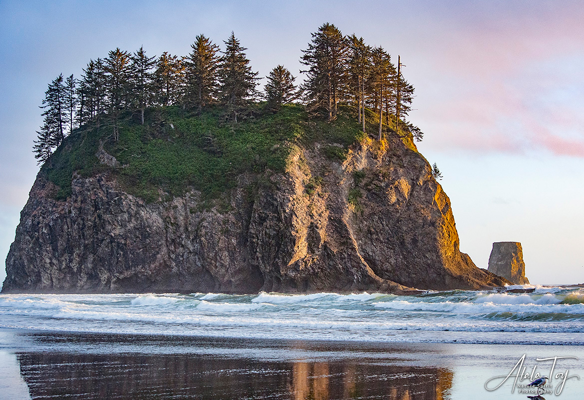 Elephant Stack Second Beach, Forks, WA Atala Toy Nature Beings