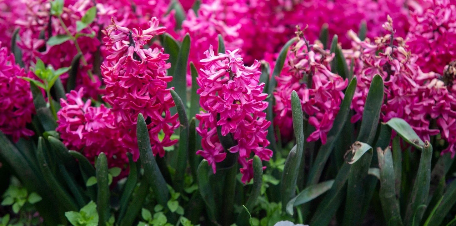 The best bloom booster? Trust Bloombastic by Atami. What it is and how