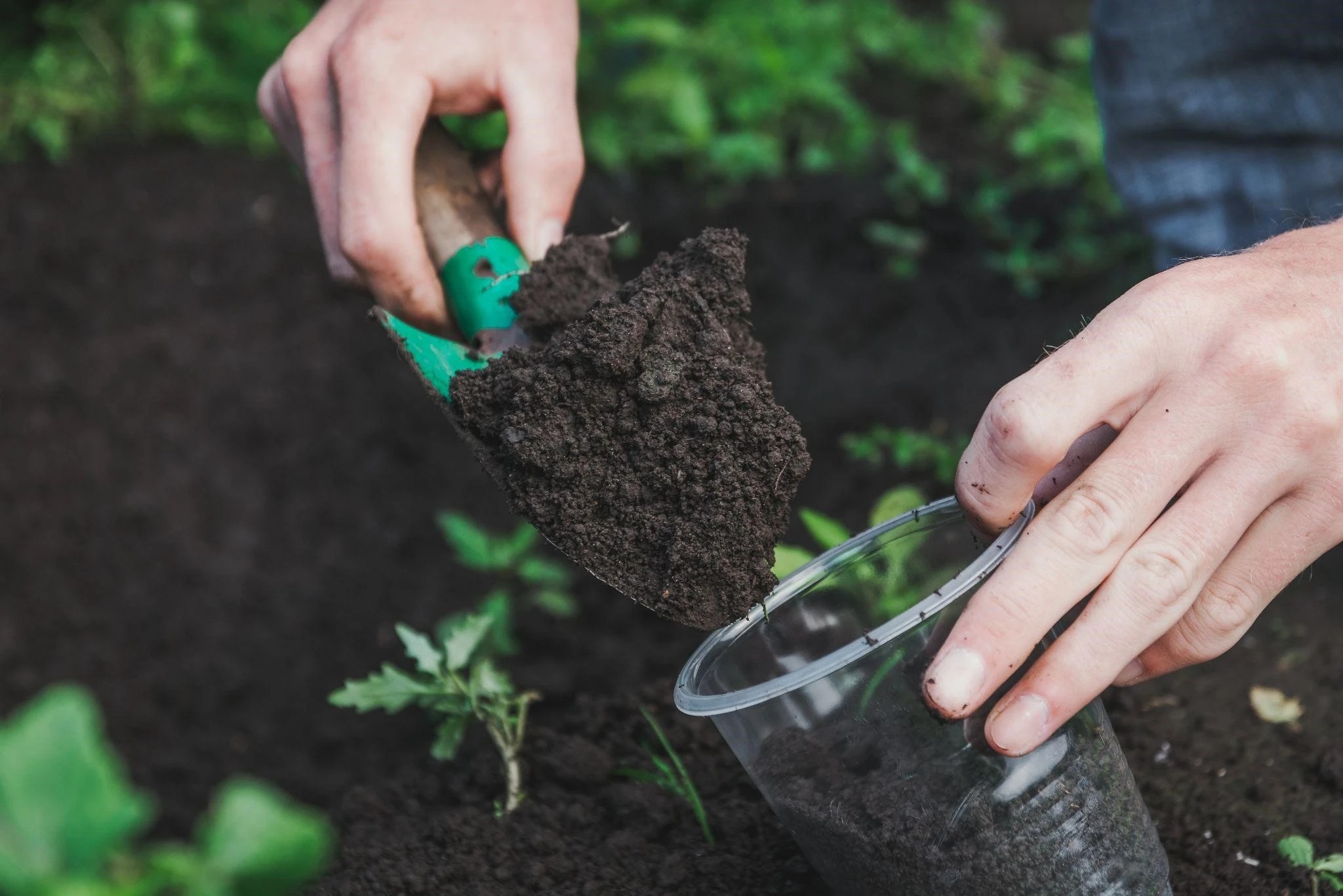 Peatlands and peatbased substrates News and alternatives on the