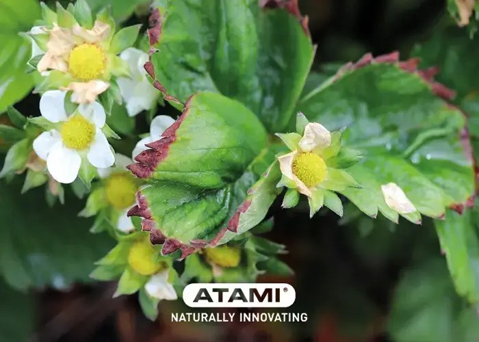 Potassium Deficiency in Plants Symptoms, Causes, and Solutions Atami