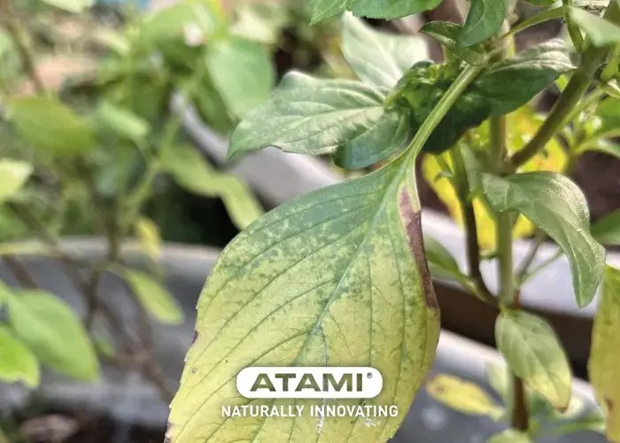 Calcium Deficiency in Plants Causes and Solutions Atami