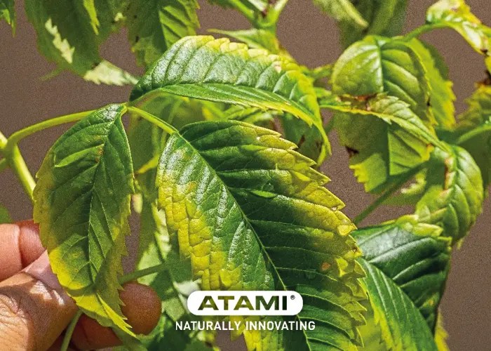 Potassium Deficiency in Plants Symptoms, Causes, and Solutions Atami