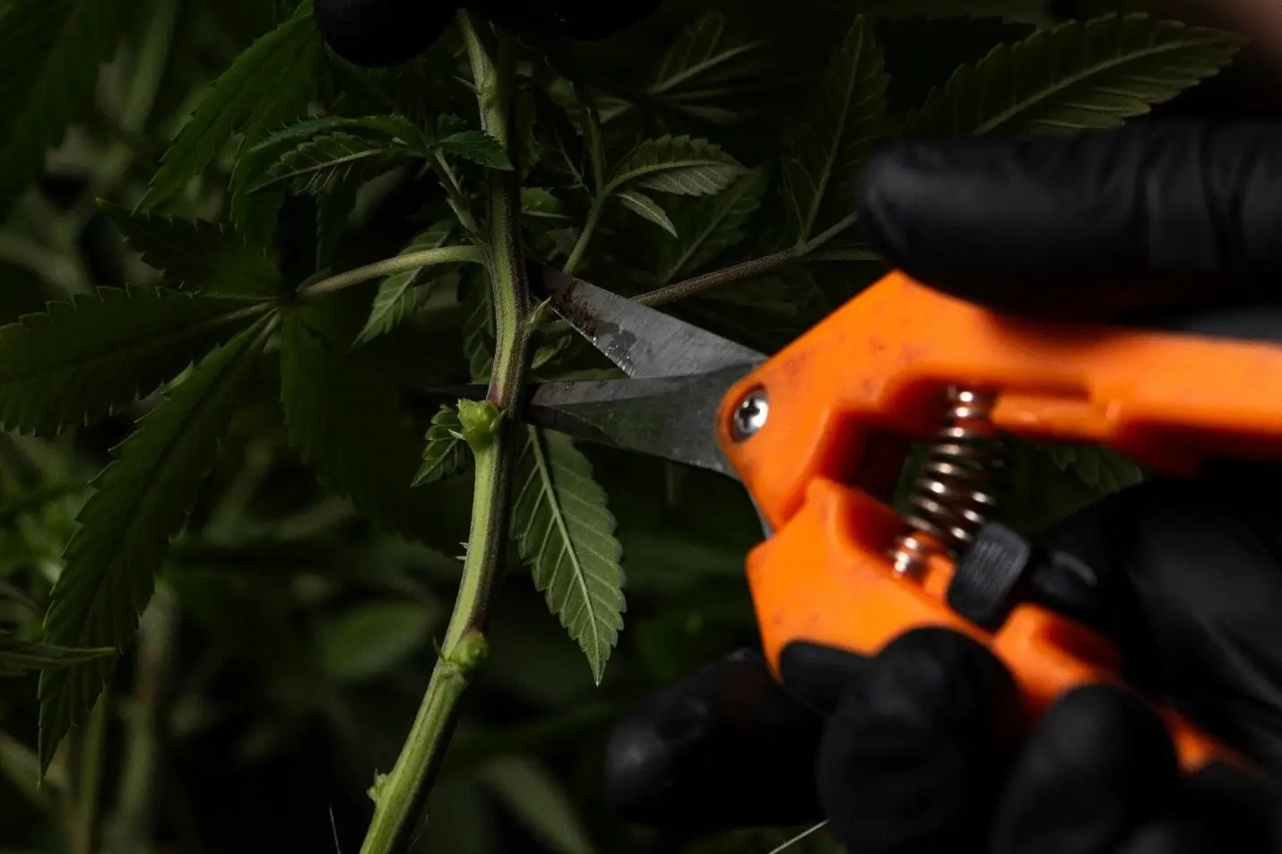 How to Train Cannabis Plants for Bigger Yields and Healthier Growth