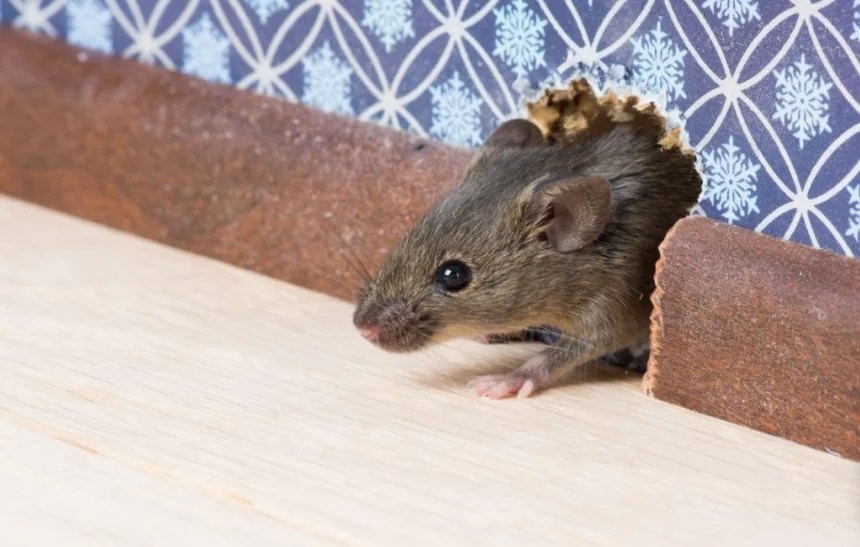 How To Identify Mouse Droppings