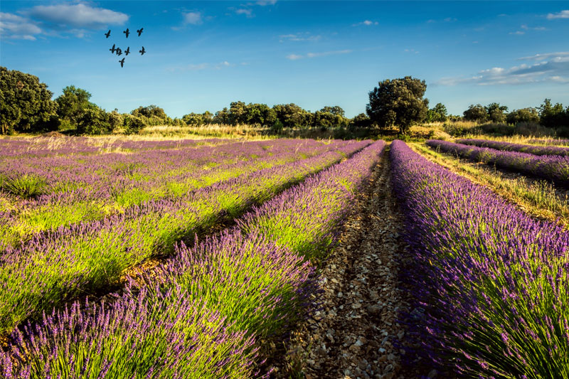 Arroyo Grande Atascadero Inn