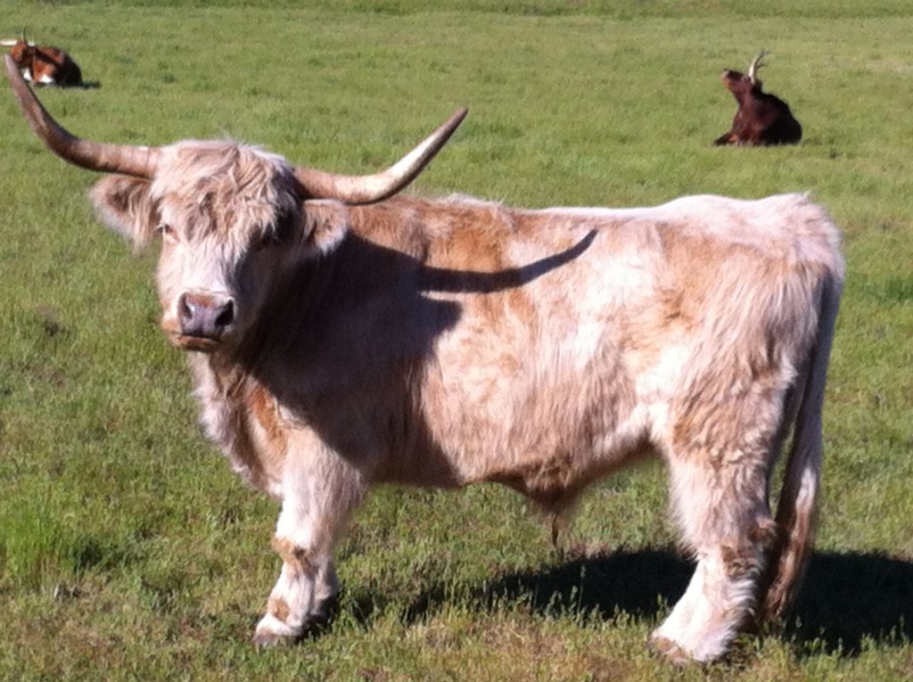 Did You Know The Story Behind The Texas Longhorns? • Paso Robles Press