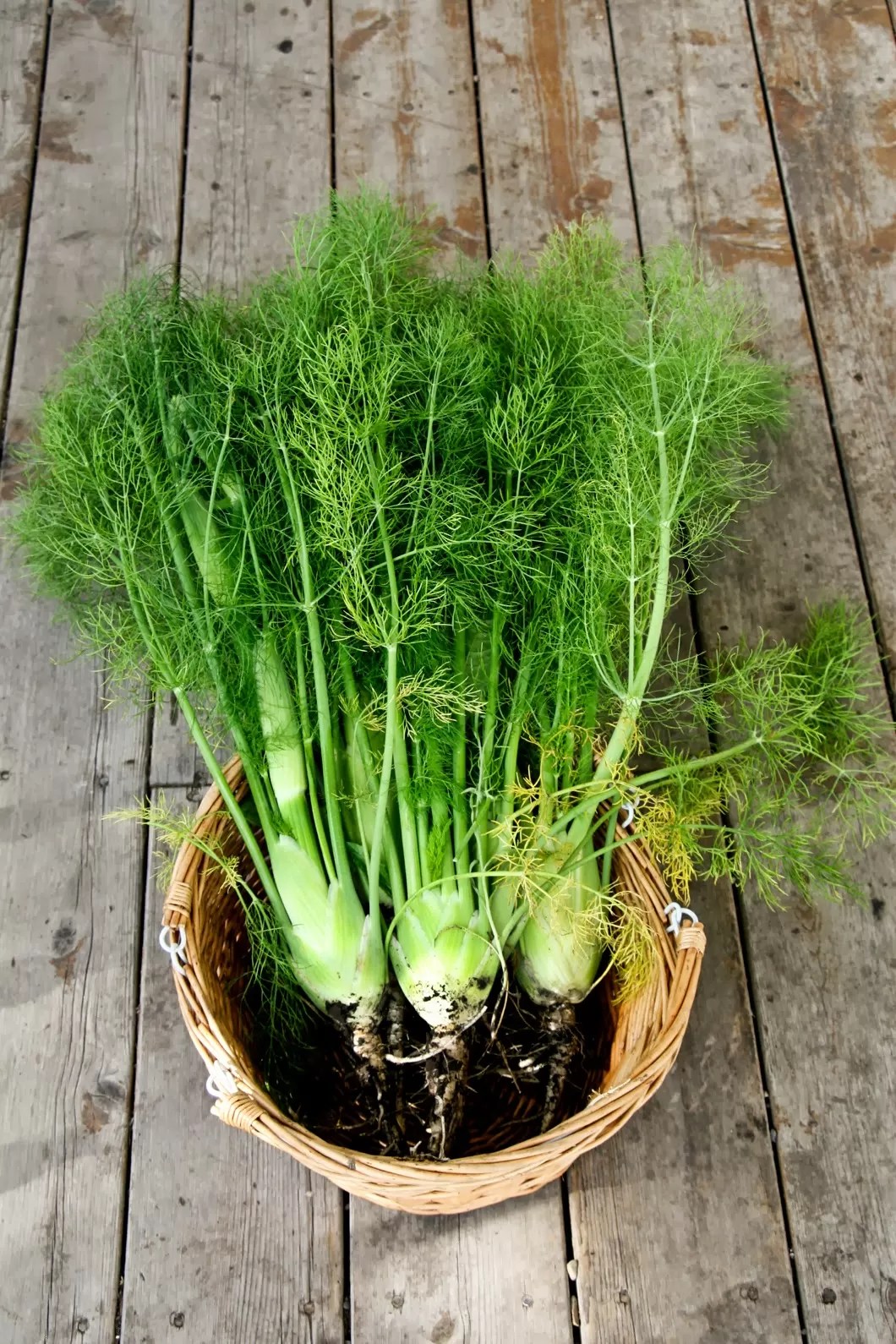 Best Ever Salmon with Fennel Butter Sauce