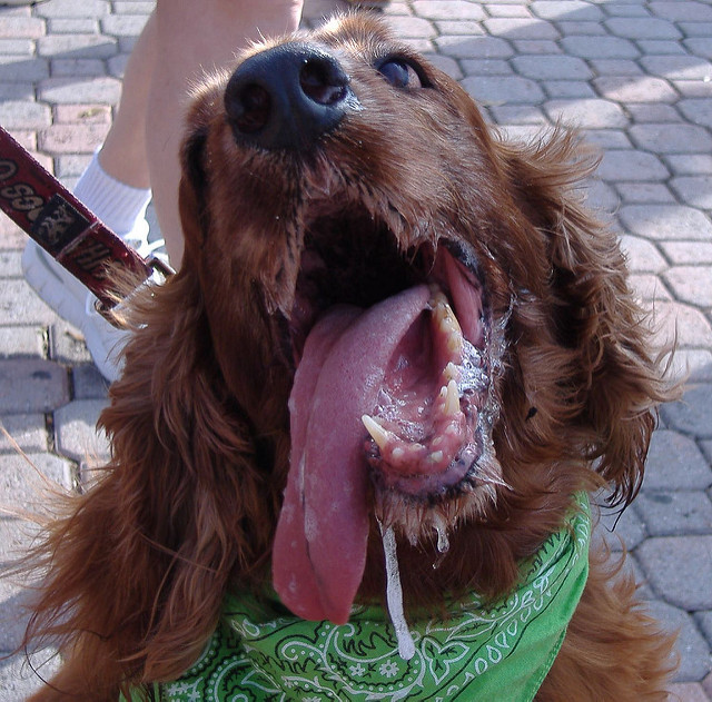 Atavisionary "That's what leftists truly are, a bunch of salivating