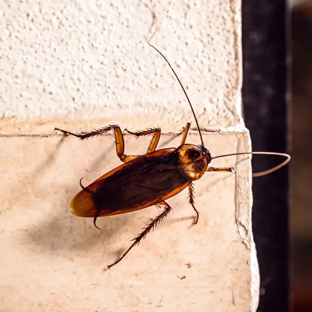 Home Pest Control Plans ATC Pest Control