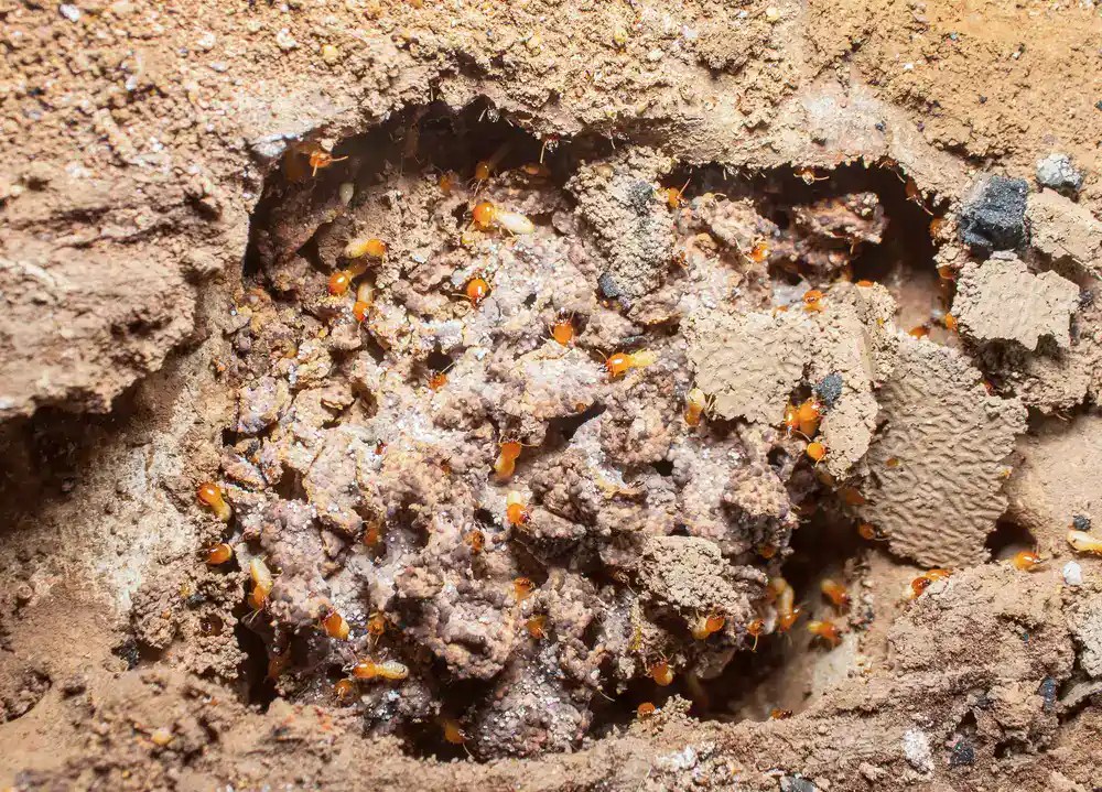 Real Estate Inspection Services In Baltimore, MD Advanced Termite