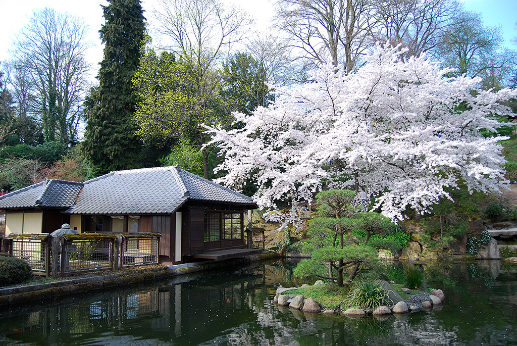 Das Kirschblütenfest im Japanischen Garten Kaiserslautern atelier ie.