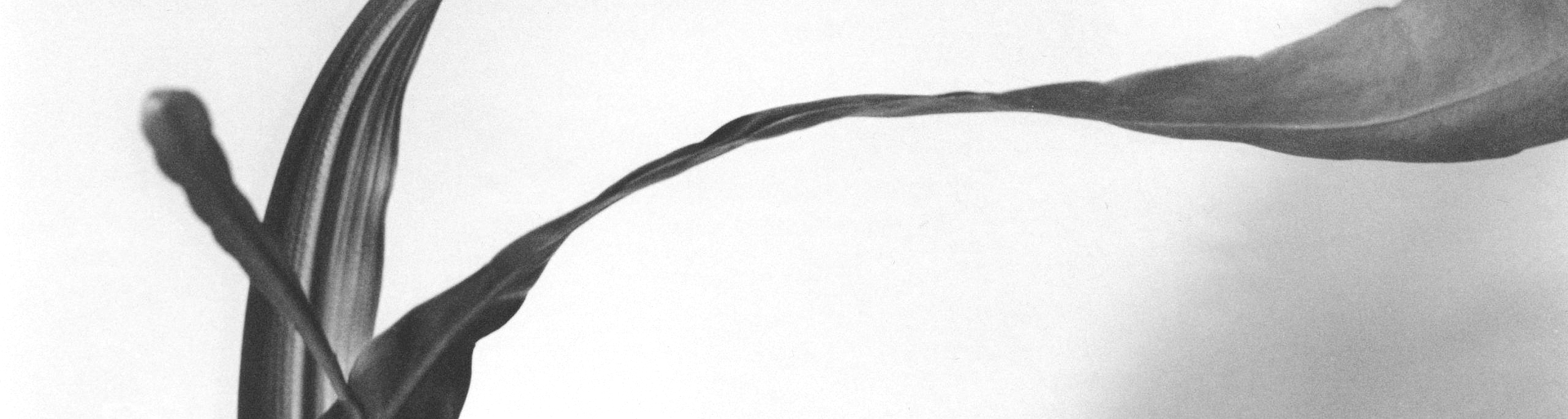 ATELIER ANALOG PHOTOGRAPHY Basic Course