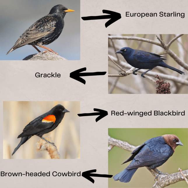 Wild Birds Unlimited Nature Shop