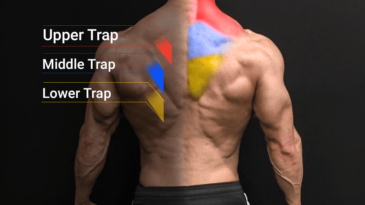 Best Lower Trap Exercises Lower Traps Workout ATHLEANX