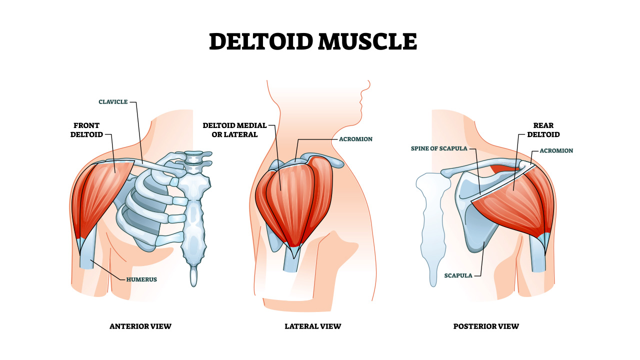 Anterior Deltoid Muscle Exercises