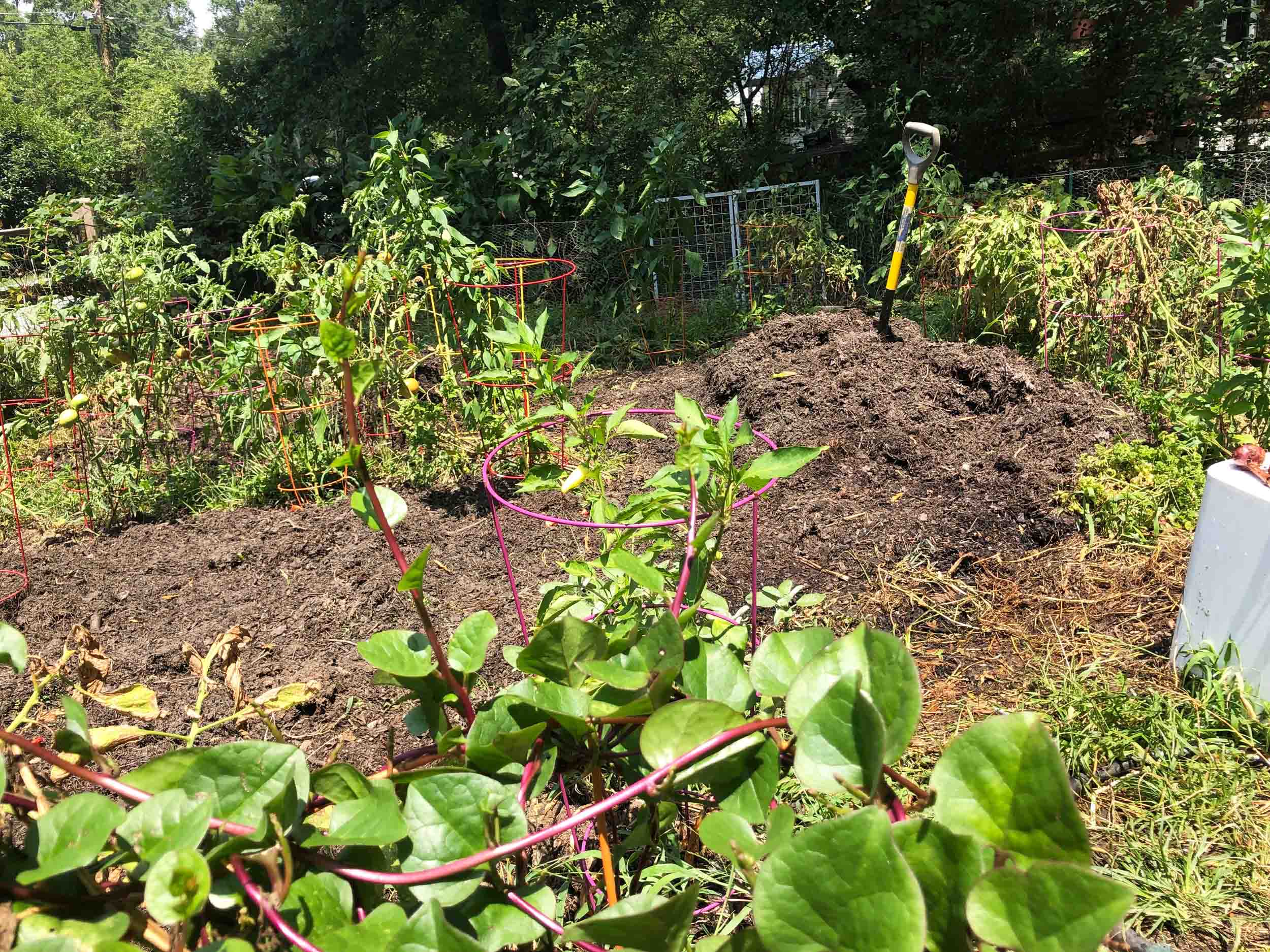 growing your own food