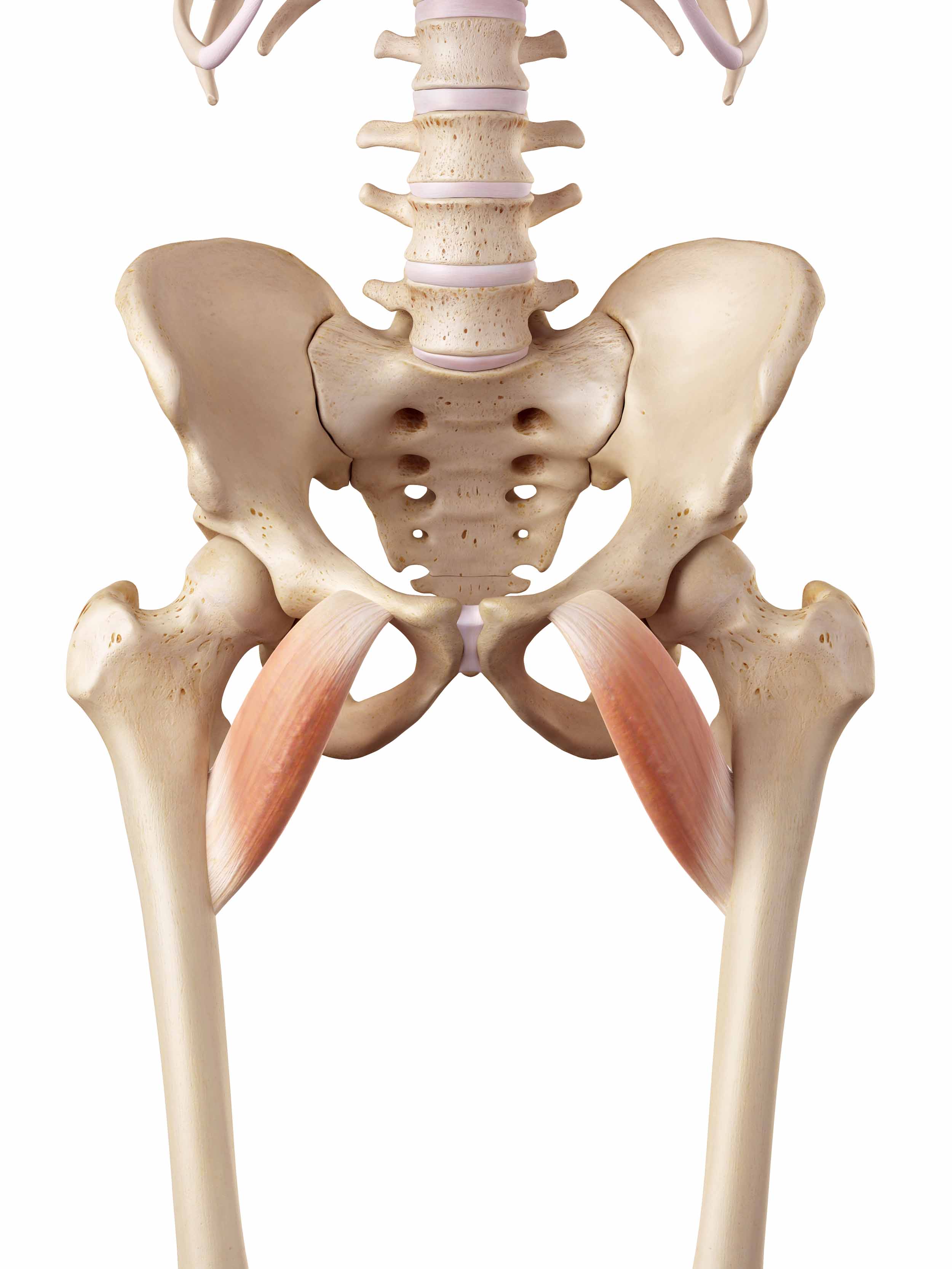 hip muscle anatomy