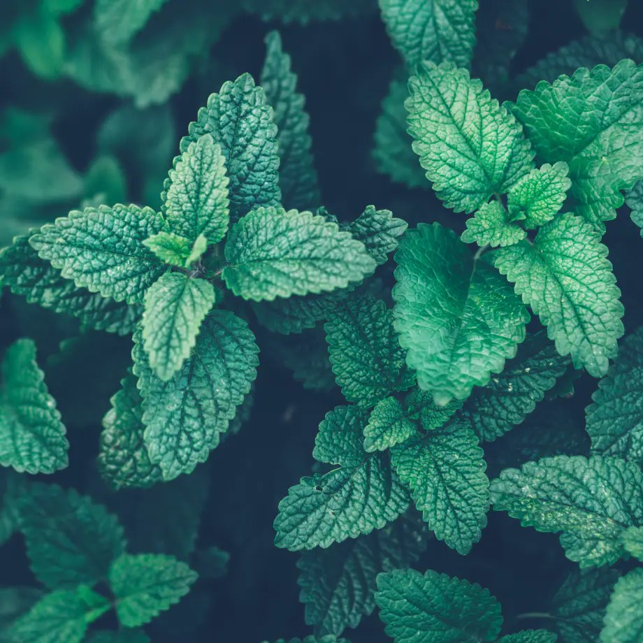 ONNIT Alpha BRAIN athleteX