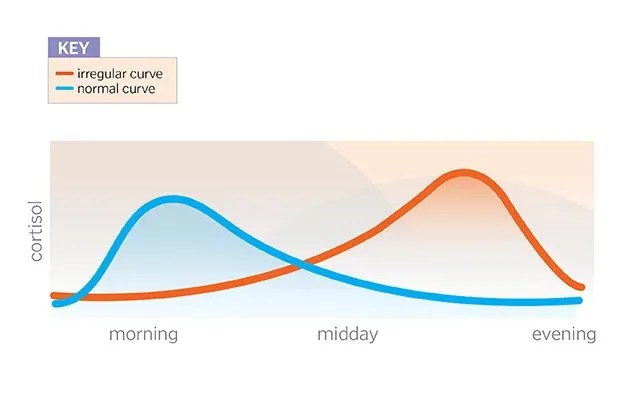 Your Cortisol Curve and Circadian Rhythm: Better Sleep, More Rested and