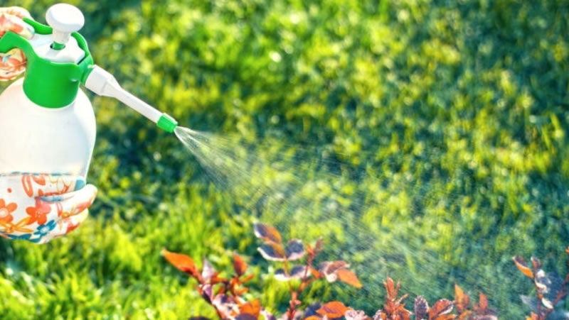 Natural Pest Control Best Natural Pest Management 2021