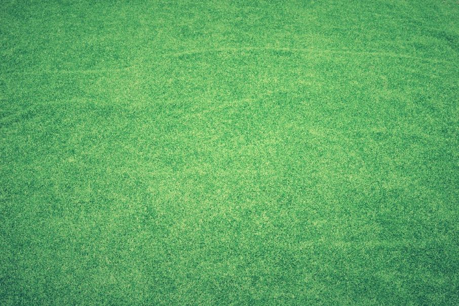 Carpet Grass and How to Care for it Home Mum