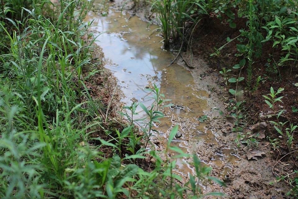 What Grows Best in Wet Soil Home Mum