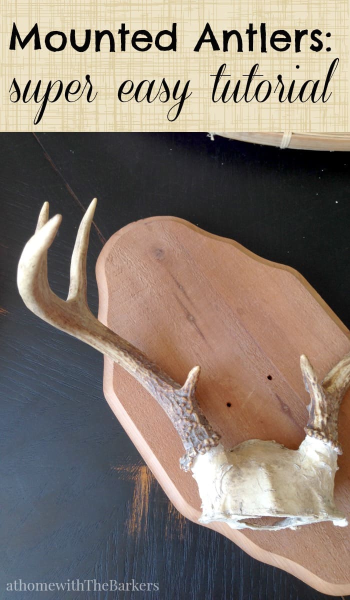 Mounted Antlers At Home with The Barkers