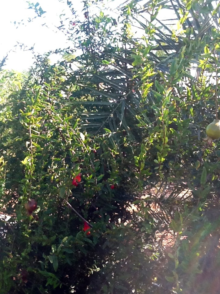 Food Forest in the Desert athomewiththebrennans