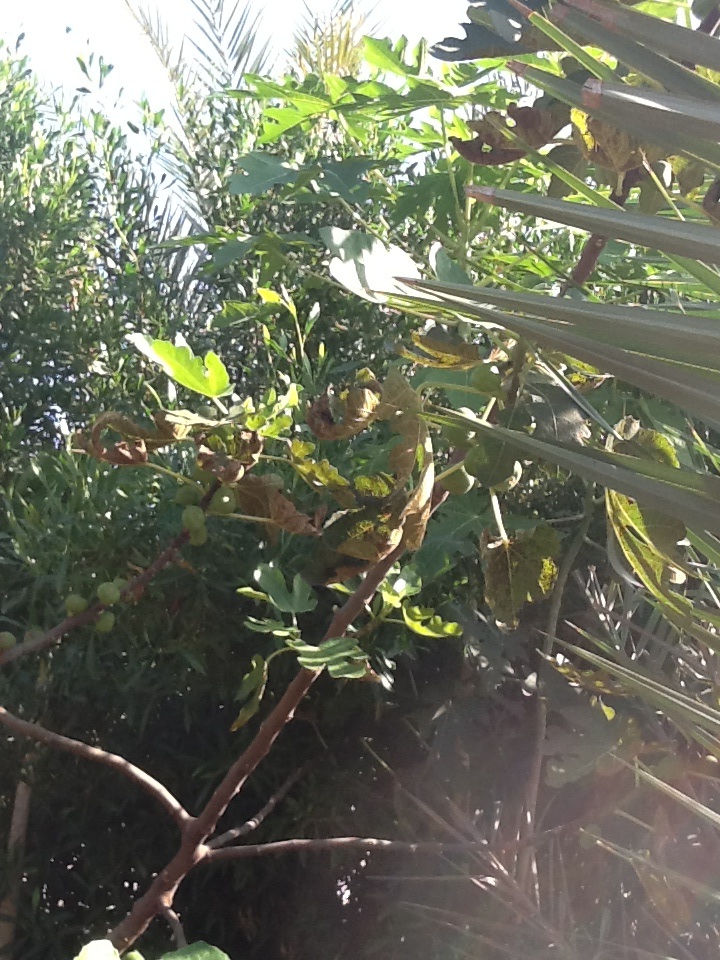 Food Forest in the Desert athomewiththebrennans