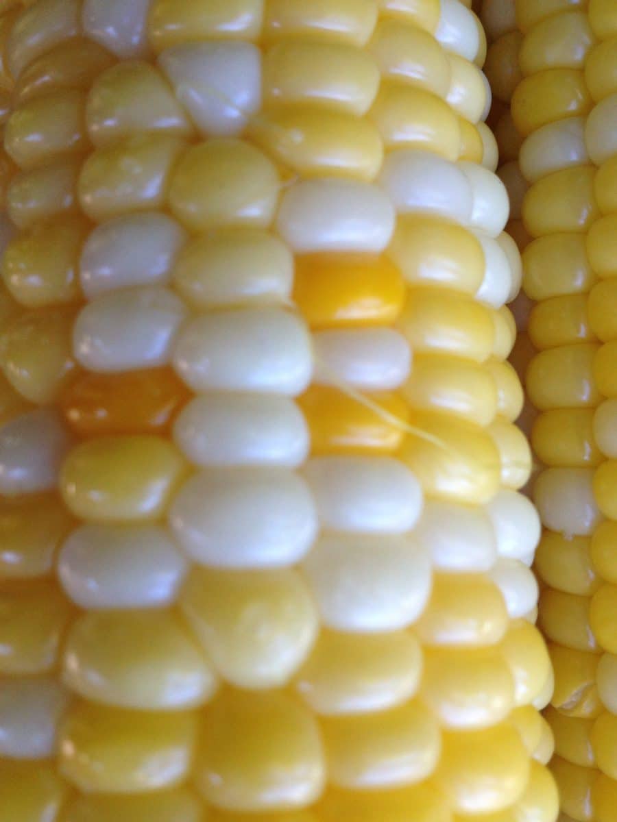 GMO Sweet Corn Varieties and Just Label It